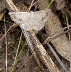 Taxeotis intextata at Jerrabomberra, NSW - 5 Jan 2022 09:16 AM