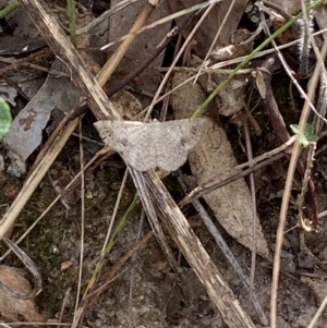 Taxeotis intextata at Jerrabomberra, NSW - 5 Jan 2022 09:16 AM