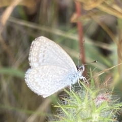 Zizina otis (Common Grass-Blue) at Jerrabomberra, NSW - 4 Jan 2022 by Steve_Bok