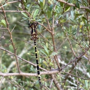 Synthemis eustalacta at Jerrabomberra, NSW - 5 Jan 2022