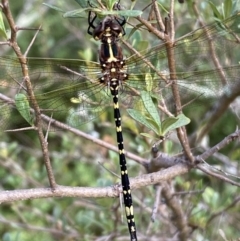 Synthemis eustalacta at Jerrabomberra, NSW - 5 Jan 2022