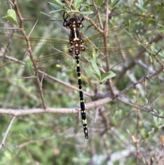 Synthemis eustalacta at Jerrabomberra, NSW - 5 Jan 2022