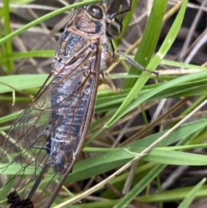 Galanga labeculata at Jerrabomberra, NSW - 5 Jan 2022