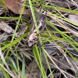 Galanga labeculata at Jerrabomberra, NSW - 5 Jan 2022