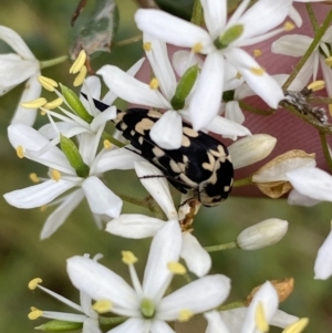 Hoshihananomia leucosticta at Jerrabomberra, NSW - 5 Jan 2022