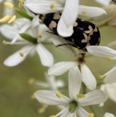 Hoshihananomia leucosticta at Jerrabomberra, NSW - 5 Jan 2022 08:03 AM