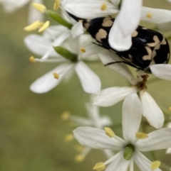 Hoshihananomia leucosticta at Jerrabomberra, NSW - 5 Jan 2022