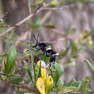 Agapophytus albobasalis at Jerrabomberra, NSW - 5 Jan 2022