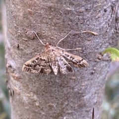 Nacoleia rhoeoalis (Spilomelinae) at Jerrabomberra, NSW - 4 Jan 2022 by Steve_Bok