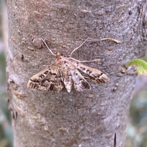 Nacoleia rhoeoalis at Jerrabomberra, NSW - 5 Jan 2022