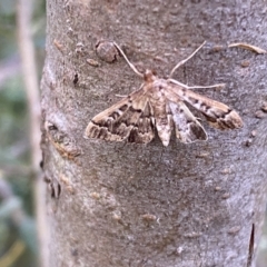 Nacoleia rhoeoalis at Jerrabomberra, NSW - 5 Jan 2022