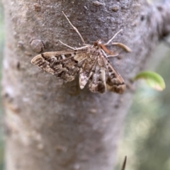 Nacoleia rhoeoalis at Jerrabomberra, NSW - 5 Jan 2022