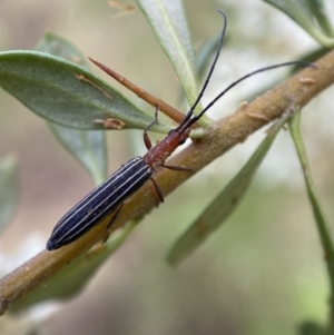 Syllitus rectus at Jerrabomberra, NSW - 5 Jan 2022 07:10 AM