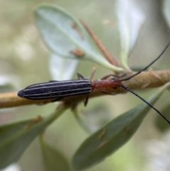 Syllitus rectus at Jerrabomberra, NSW - 5 Jan 2022 07:10 AM