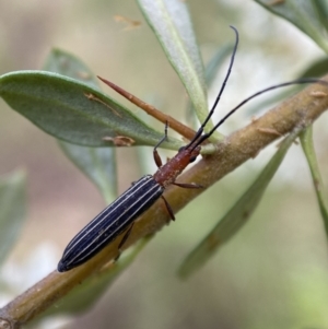 Syllitus rectus at Jerrabomberra, NSW - 5 Jan 2022 07:10 AM