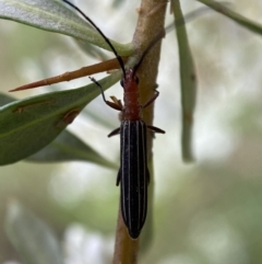 Syllitus rectus at Jerrabomberra, NSW - 5 Jan 2022 07:10 AM