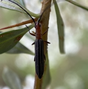 Syllitus rectus at Jerrabomberra, NSW - 5 Jan 2022 07:10 AM