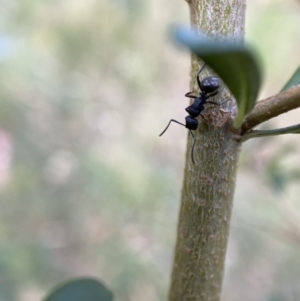 Polyrhachis phryne at Jerrabomberra, NSW - 5 Jan 2022