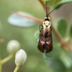 Nemophora (genus) (A Fairy Moth) at Jerrabomberra, NSW - 5 Jan 2022 by SteveBorkowskis