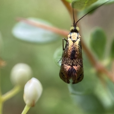 Nemophora (genus) (A Fairy Moth) at Jerrabomberra, NSW - 4 Jan 2022 by Steve_Bok