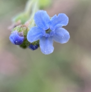 Cynoglossum australe at Jerrabomberra, NSW - 5 Jan 2022 07:00 AM