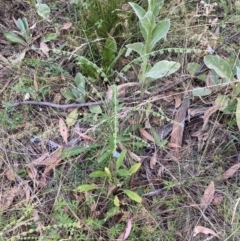 Cynoglossum australe at Jerrabomberra, NSW - 5 Jan 2022 07:00 AM