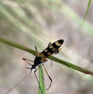 Gynoplistia (Gynoplistia) bella at Jerrabomberra, NSW - 5 Jan 2022 07:07 AM