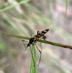 Gynoplistia (Gynoplistia) bella at Jerrabomberra, NSW - 5 Jan 2022 07:07 AM