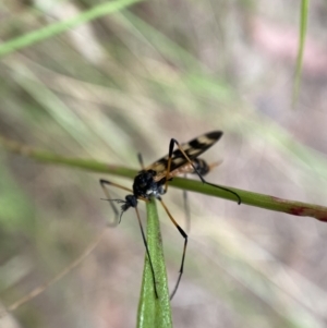 Gynoplistia (Gynoplistia) bella at Jerrabomberra, NSW - 5 Jan 2022 07:07 AM
