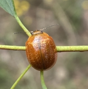 Paropsisterna cloelia at Jerrabomberra, NSW - 5 Jan 2022