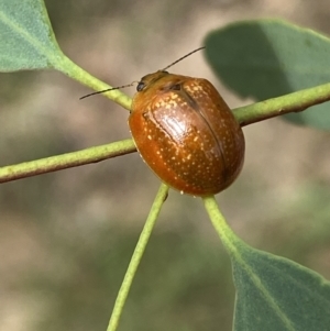 Paropsisterna cloelia at Jerrabomberra, NSW - 5 Jan 2022 09:07 AM