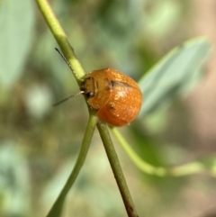 Paropsisterna cloelia at Jerrabomberra, NSW - 5 Jan 2022