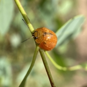 Paropsisterna cloelia at Jerrabomberra, NSW - 5 Jan 2022 09:07 AM