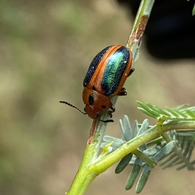 Calomela curtisi (Acacia leaf beetle) at Googong, NSW - 5 Jan 2022 by SteveBorkowskis