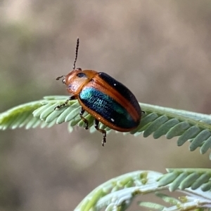 Calomela curtisi at Googong, NSW - 5 Jan 2022