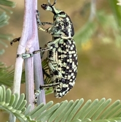 Chrysolopus spectabilis (Botany Bay Weevil) at Jerrabomberra, NSW - 4 Jan 2022 by Steve_Bok