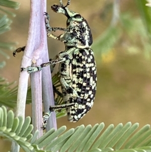 Chrysolopus spectabilis at Jerrabomberra, NSW - 5 Jan 2022 07:21 AM