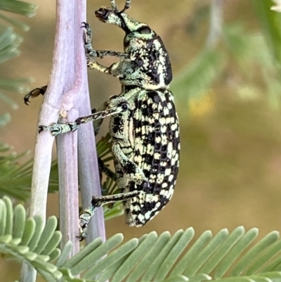 Chrysolopus spectabilis (Botany Bay Weevil) at Jerrabomberra, NSW - 5 Jan 2022 by SteveBorkowskis