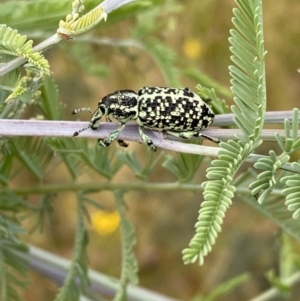 Chrysolopus spectabilis at Jerrabomberra, NSW - 5 Jan 2022 07:21 AM