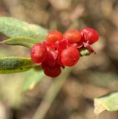 Einadia nutans (Climbing Saltbush) at Jerrabomberra, NSW - 5 Jan 2022 by SteveBorkowskis