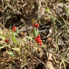 Einadia nutans at Jerrabomberra, NSW - 5 Jan 2022