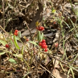 Einadia nutans at Jerrabomberra, NSW - 5 Jan 2022