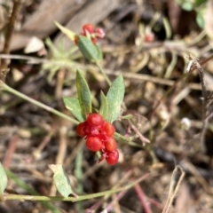 Einadia nutans at Jerrabomberra, NSW - 5 Jan 2022