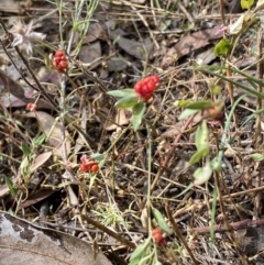 Einadia nutans at Jerrabomberra, NSW - 5 Jan 2022 09:09 AM