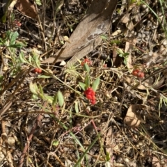 Einadia nutans at Jerrabomberra, NSW - 5 Jan 2022