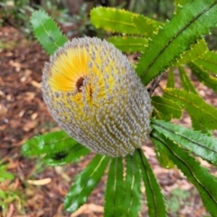 Banksia serrata (Saw Banksia) at Leura, NSW - 5 Jan 2022 by tpreston