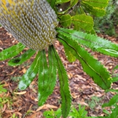 Banksia serrata at Leura, NSW - 5 Jan 2022