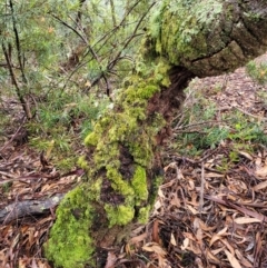 Banksia serrata at Leura, NSW - 5 Jan 2022