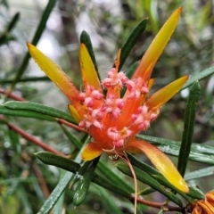Lambertia formosa (Mountain Devil) at Leura, NSW - 5 Jan 2022 by trevorpreston