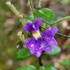 Dampiera purpurea (Purple Dampiera) at Leura, NSW - 5 Jan 2022 by tpreston